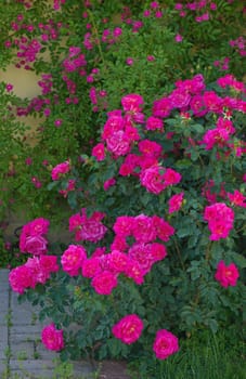 Beautiful pink climbing roses in spring in the garden