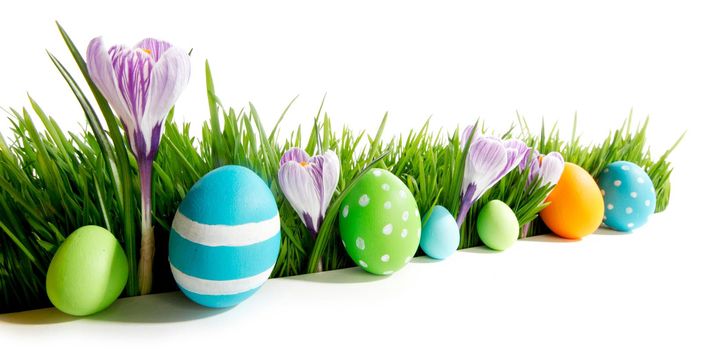 Row of Easter Eggs in fresh green grass with crocus flowers isolated on white background