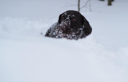 Hunting dog in winter in the field, winter hunting. High quality photo