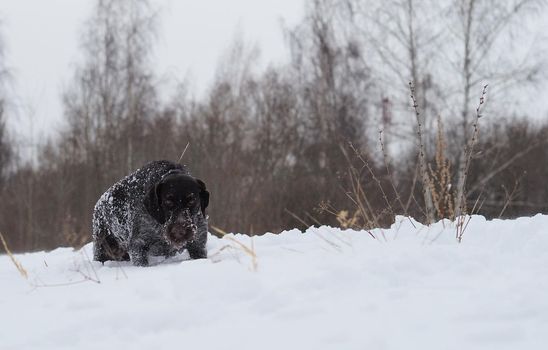 Hunting dog in winter in the field, winter hunting. High quality photo