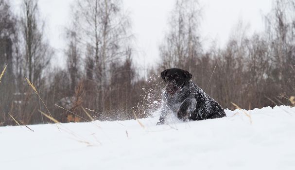 Hunting dog in winter in the field, winter hunting. High quality photo