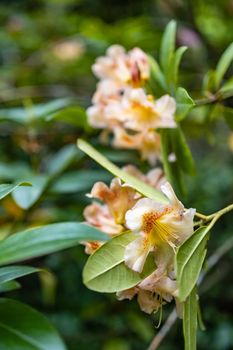 Small orange flower on branch of small bush in park