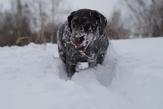 Hunting dog in winter in the field, winter hunting. High quality photo