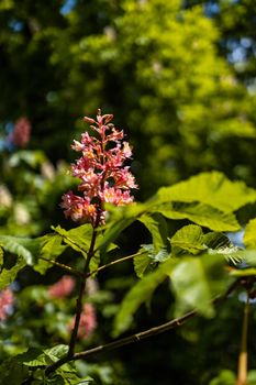 Small pink flower on branch of small bush in park