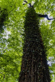 Upward view to high old tree full of small leaves of ivy