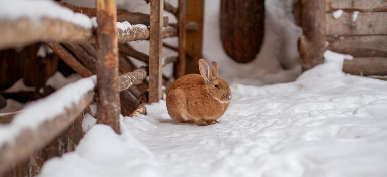 Beautiful, fluffy red rabbit in winter on the farm. The rabbit sits waiting for food.