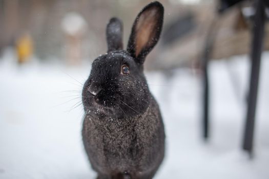 Beautiful, fluffy black rabbit in winter in the park. The rabbit sits waiting for food.