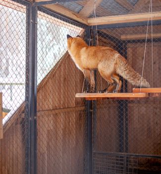 Wild red Fox sitting in a cage at the zoo. High quality photo