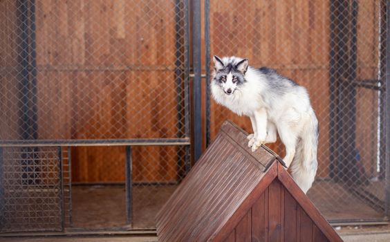 Beautiful, fluffy white fox in the zoo. A wild animal in an animal shelter.