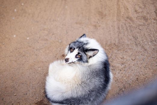 Beautiful, fluffy white fox in the zoo. A wild animal in an animal shelter.