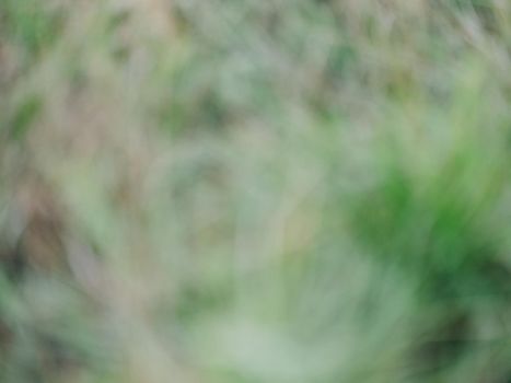 Background image Green grass blurry nature view. High quality photo