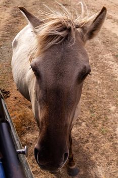 Close-up of the head of a horse in a field