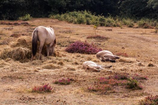 Two horses laying down in the grass and another one grazing on a sunny day