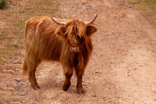 A brown highland cow standing in a dirt road