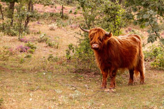 A brown highland cow standing in a field by some trees