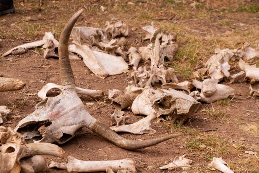 Dry cow bones laying in the ground