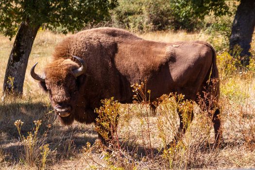 A big bison standing by some trees in a field