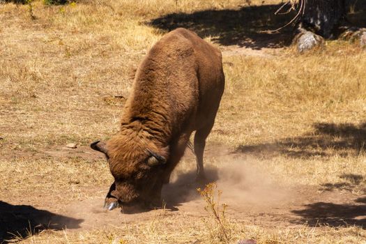 Full-length shot of a bison standing in a brown dry field