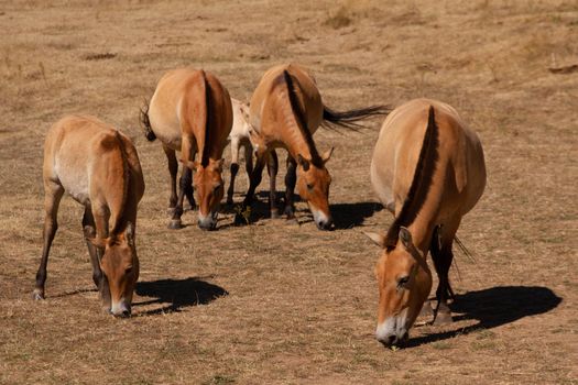 Four brown horses grazing in a brown field on a sunny day