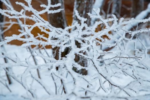 The wild nature at sunset, the wild frozen small river in the winter wood, the Red River, ice, snow-covered trees. High quality photo