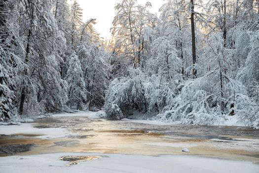 The wild nature at sunset, the wild frozen small river in the winter wood, the Red River, ice, snow-covered trees. High quality photo