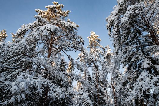 Winter tree tops viewed looking up at sunset. Bottom view trees. Blue sky. Trunks of larches. Forest abstract background. . High quality photo