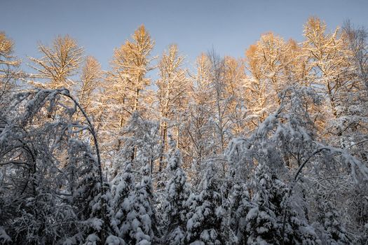 Winter tree tops viewed looking up at sunset. Bottom view trees. Blue sky. Trunks of larches. Forest abstract background. . High quality photo