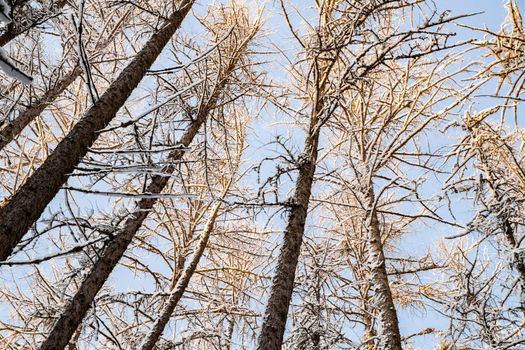 Winter tree tops viewed looking up at sunset. Bottom view trees. Blue sky. Trunks of larches. Forest abstract background. . High quality photo