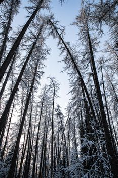 Winter tree tops viewed looking up at sunset. Bottom view trees. Blue sky. Trunks of larches. Forest abstract background. . High quality photo