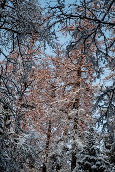 Winter tree tops viewed looking up at sunset. Bottom view trees. Blue sky. Trunks of larches. Forest abstract background. . High quality photo