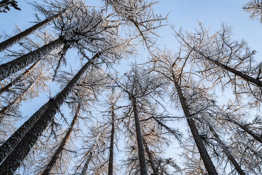 Winter tree tops viewed looking up at sunset. Bottom view trees. Blue sky. Trunks of larches. Forest abstract background. . High quality photo