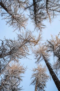 Winter tree tops viewed looking up at sunset. Bottom view trees. Blue sky. Trunks of larches. Forest abstract background. . High quality photo