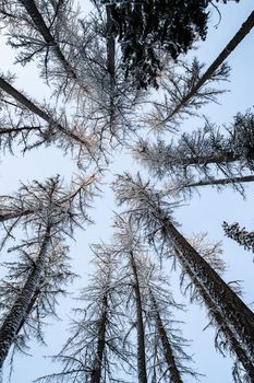 Winter tree tops viewed looking up at sunset. Bottom view trees. Blue sky. Trunks of larches. Forest abstract background. . High quality photo