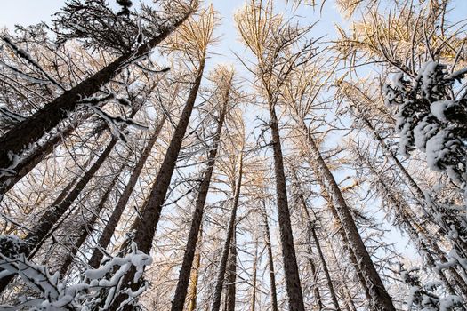 Winter tree tops viewed looking up at sunset. Bottom view trees. Blue sky. Trunks of larches. Forest abstract background. . High quality photo