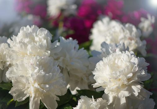 Pink flowers peonies flowering on background pink peonies. Peonies garden.