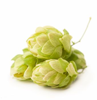 Fresh green hop branch, isolated on a white background. Hop cones for making beer and bread. Close up