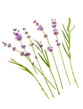 Lavender flowers bundle on a white background.