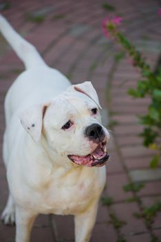 Portrait of stocky, strong-looking American Bulldog in the yard of the house.