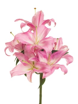 beautiful pink lily, isolated on white