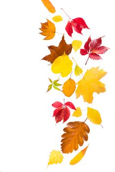 Maple autumn leaves falling to the ground, on white background