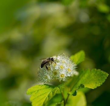 Viburnum carlesii, is a shrub with spherical growth form and white spherical flowers