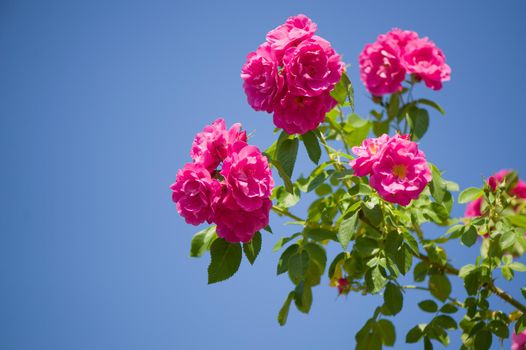 Beautiful pink climbing roses in spring in the garden