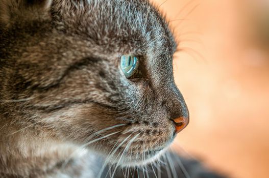 a cat enjoys the sunlight and relaxes