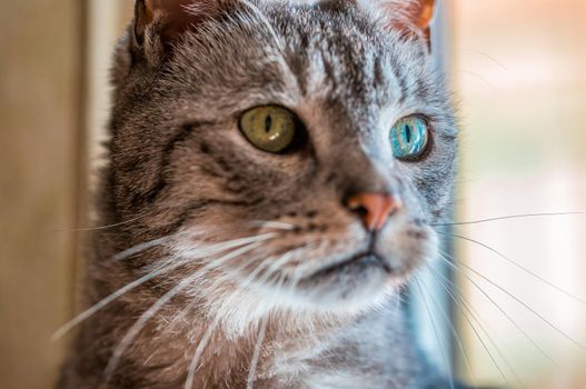 a cat enjoys the sunlight and relaxes