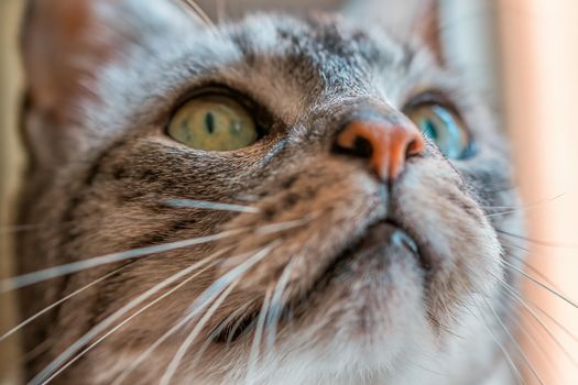a cat enjoys the sunlight and relaxes