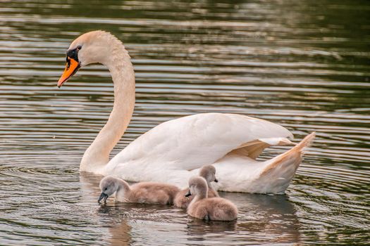 a young family of swans is having fun in a pond and is learning from their parents
