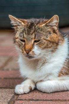 a cat enjoys the sunlight and relaxes