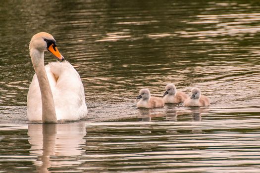 a young family of swans is having fun in a pond and is learning from their parents