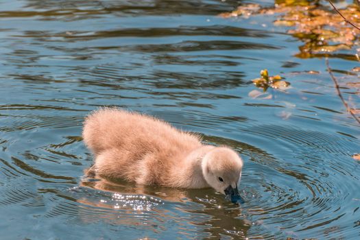 a young family of swans is having fun in a pond and is learning from their parents