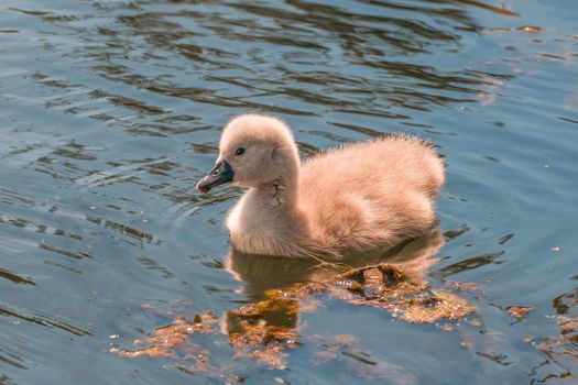 a young family of swans is having fun in a pond and is learning from their parents